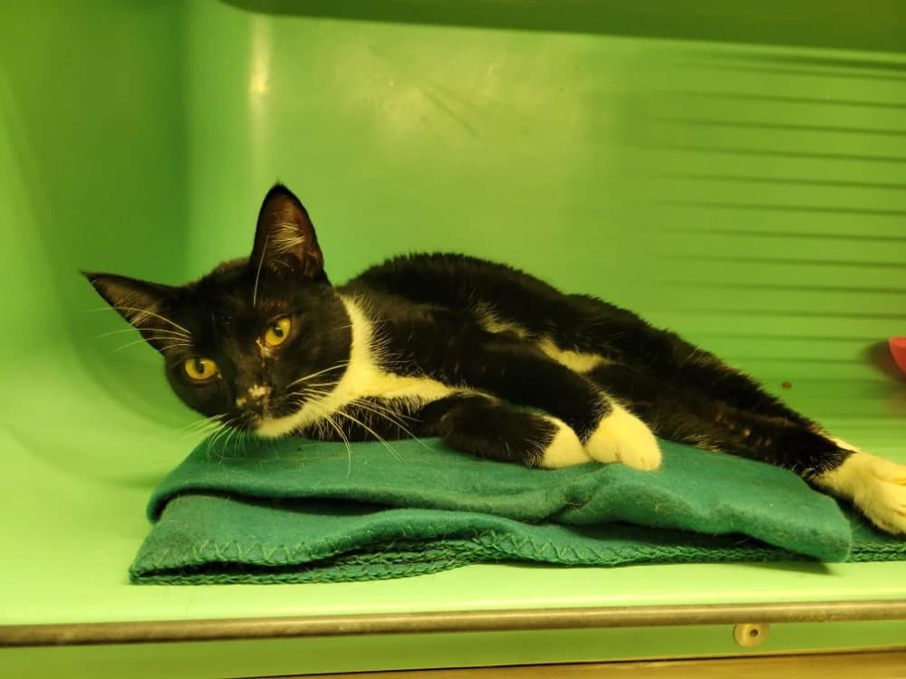 ONIGIRI, male young Mixed Breed for adoption at SPA Plaisir, Plaisir