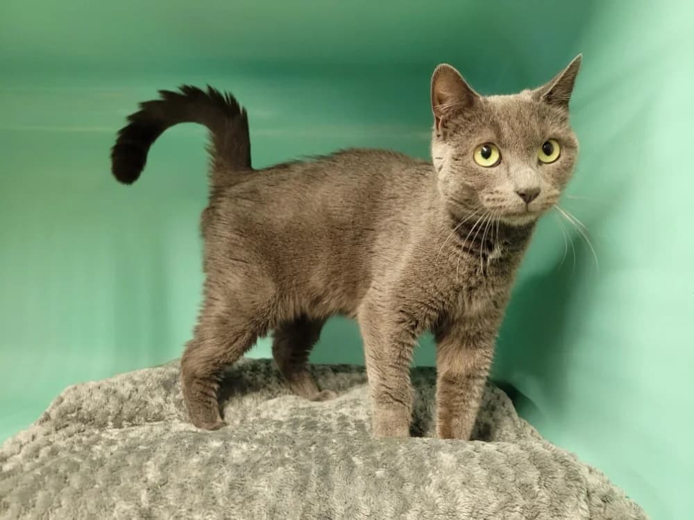 KITTILA, female young Mixed Breed for adoption at SPA Plaisir, Plaisir
