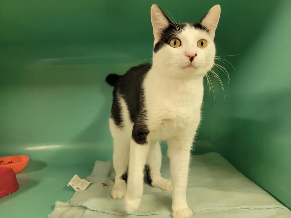 KETCHUP, male young Mixed Breed for adoption at SPA Plaisir, Plaisir