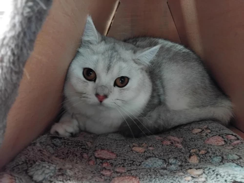NEIGE, male young Mixed Breed for adoption at SPA Plaisir, Plaisir