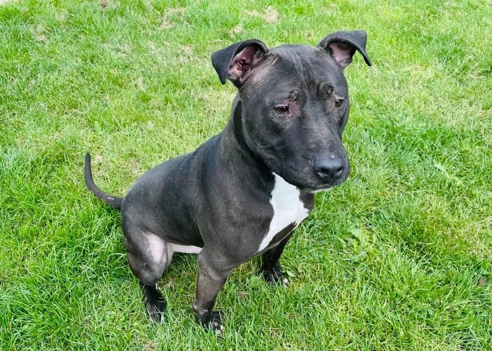 FAX, male young Mixed Breed for adoption at SPA Plaisir, Plaisir