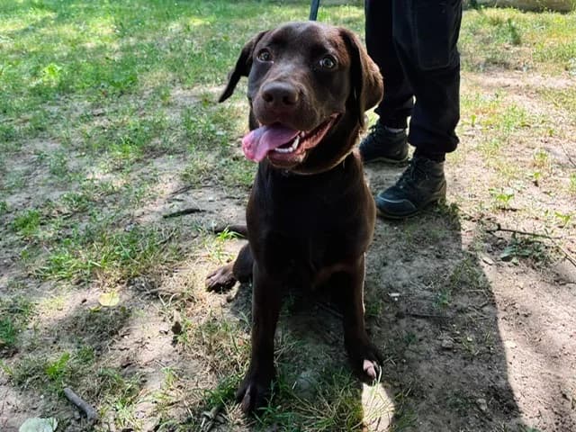 ROSE, female Labrador Retriever for adoption at SPA Plaisir, Plaisir