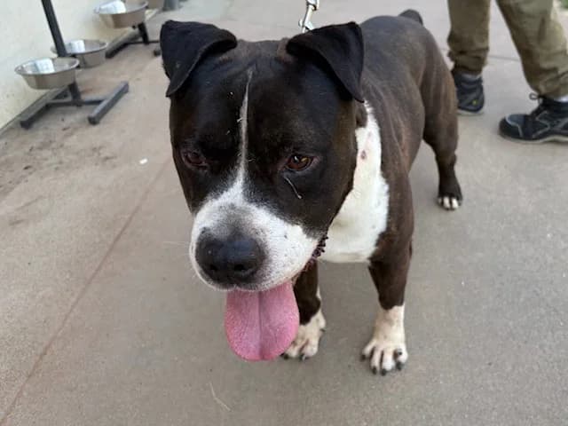 BROLLY, male senior mixed breed for adoption at SPA Plaisir, Plaisir