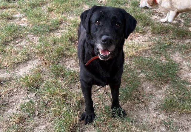 PONGO, male 6yo Labrador Retriever for adoption at SPA Plaisir, Plaisir
