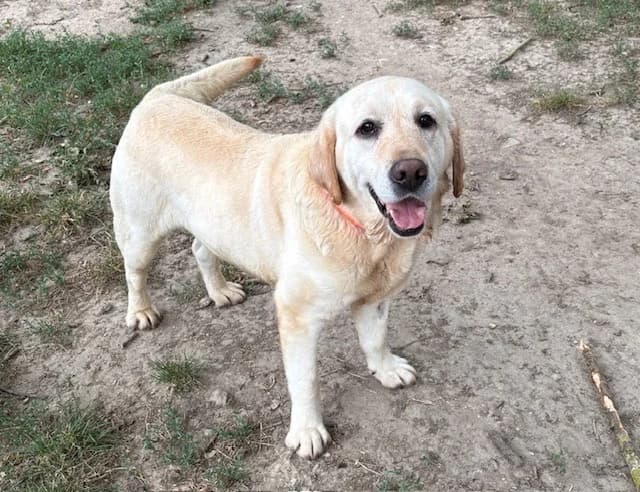 ROCOCO, male 5yo Labrador Retriever for adoption at SPA Plaisir, Plaisir