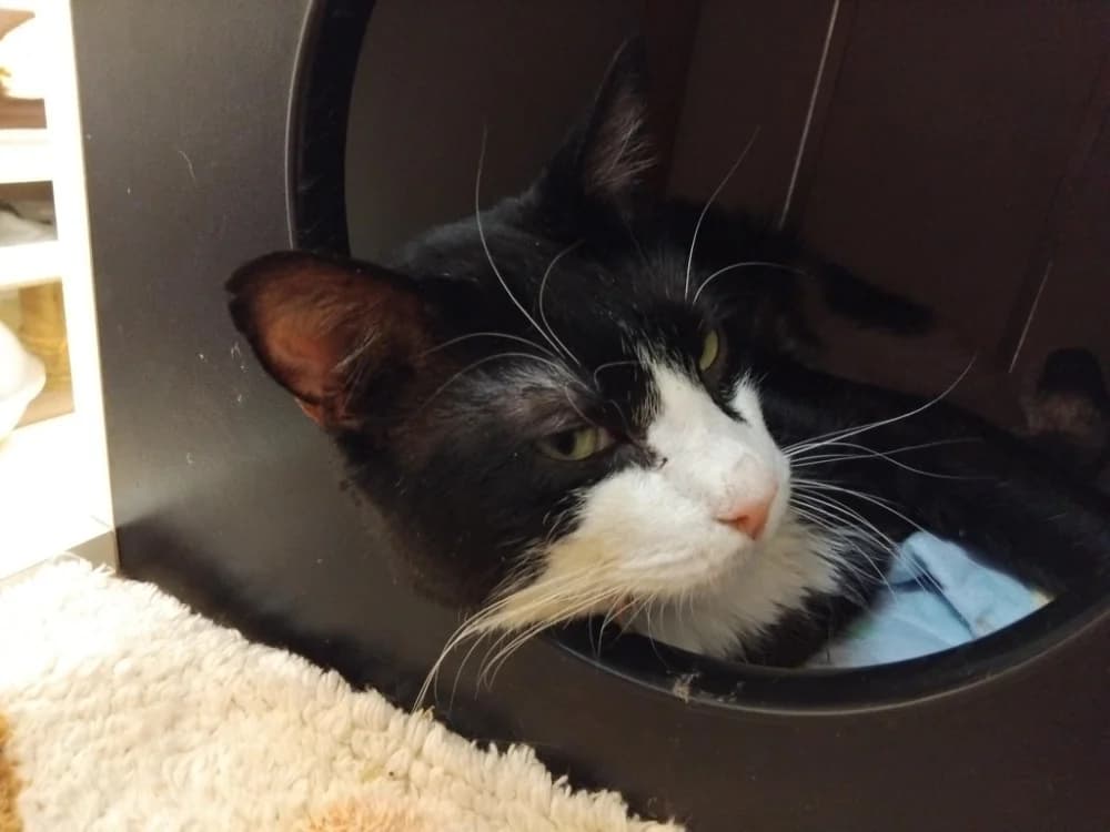Oogie-Boogie, male 5yo Mixed Breed for adoption at SPA Plaisir, Plaisir