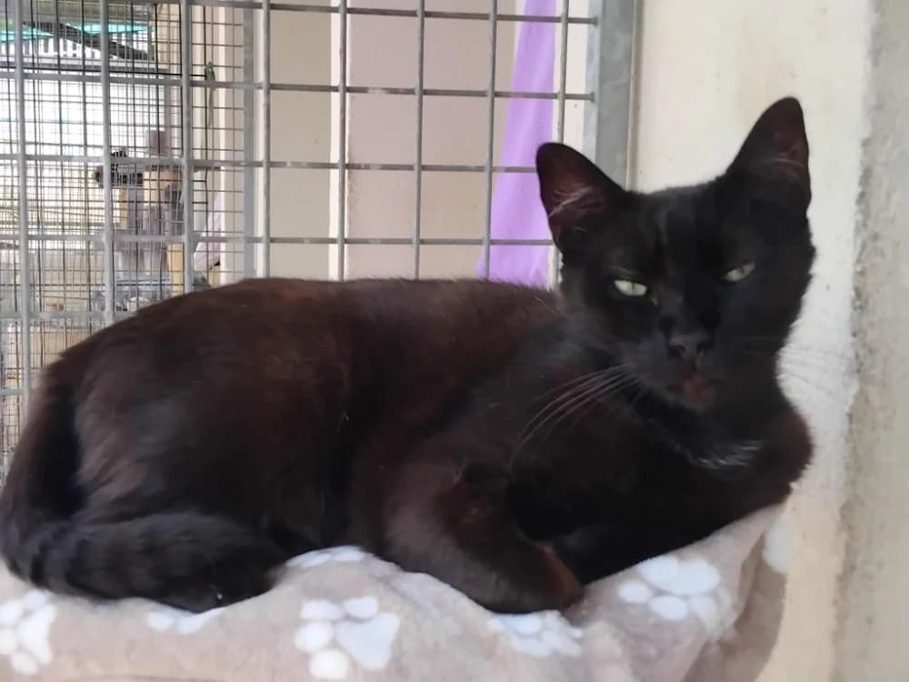 PAB28922 AZUR, female 3yo Mixed Breed for adoption at SPA Plaisir, Plaisir