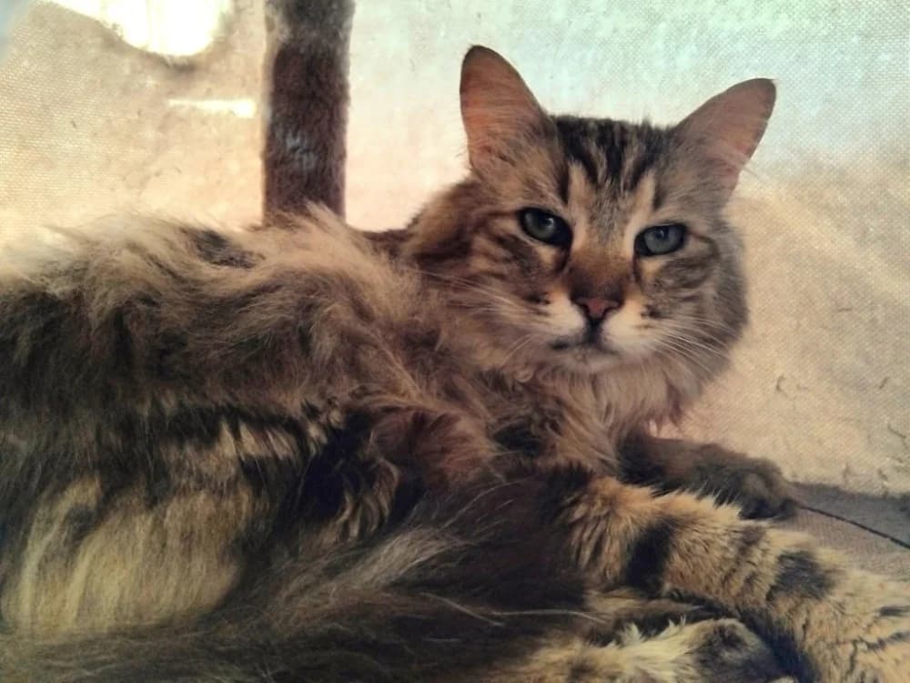 POMME DE PIN, male senior Mixed Breed for adoption at SPA Plaisir, Plaisir