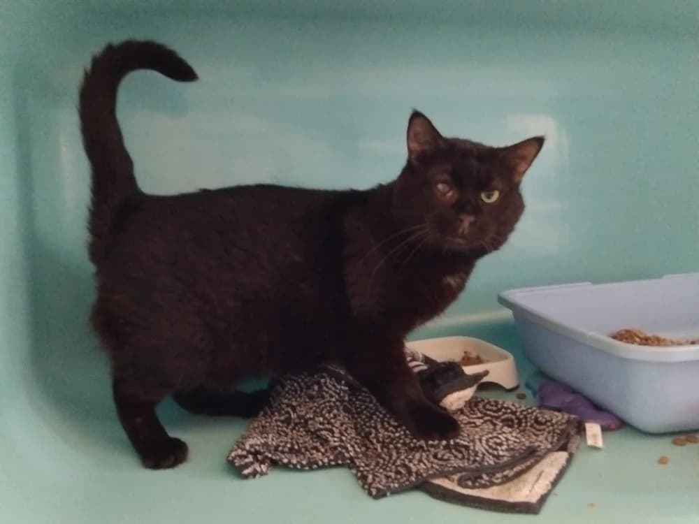 PAB28923 YETI, male senior Mixed Breed for adoption at SPA Plaisir, Plaisir