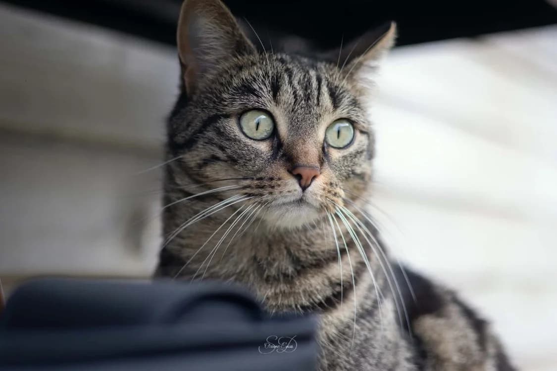Moka, female 4yo Mixed Breed for adoption at SPA Plaisir, Plaisir