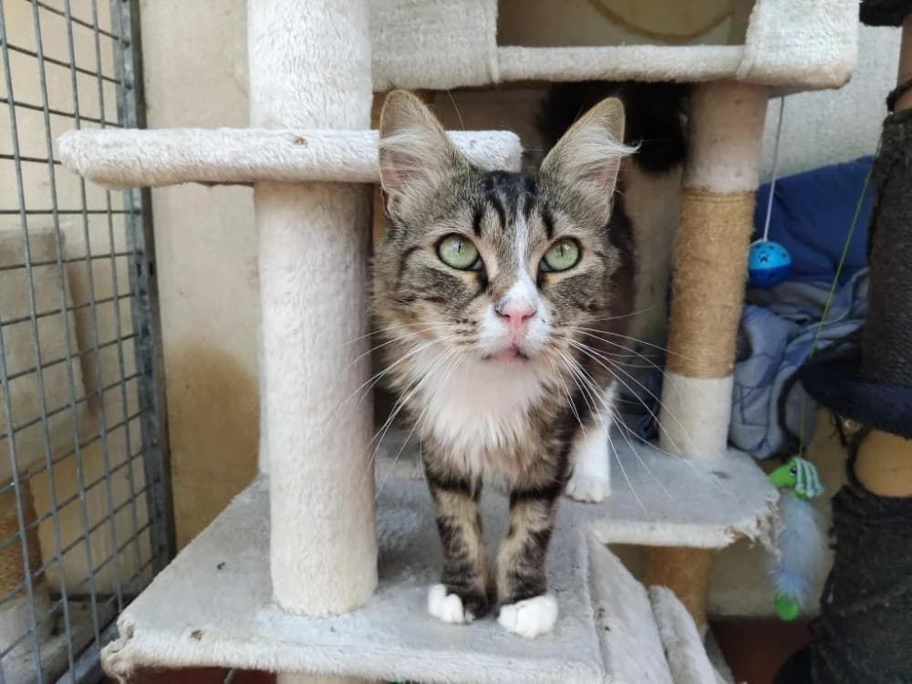Aurora, female 5yo Mixed Breed for adoption at SPA Plaisir, Plaisir