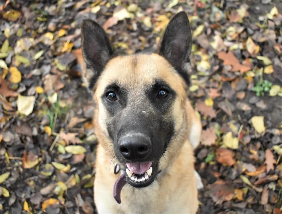 SANDERO, male 7yo Mixed Breed for adoption at SPA Plaisir, Plaisir