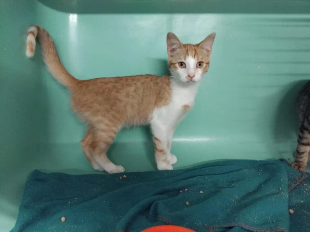 DARAKIEL, male Mixed Breed for adoption at SPA Plaisir, Plaisir