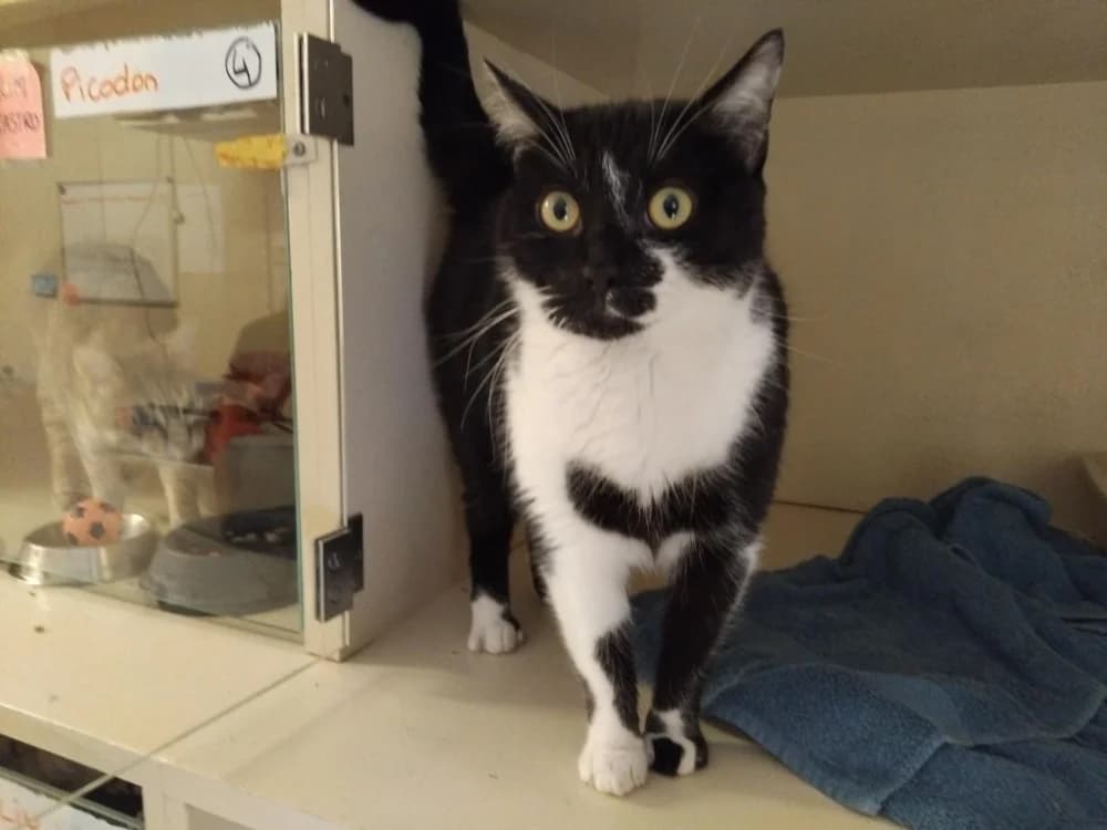 FALCO, male 3yo Mixed Breed for adoption at SPA Plaisir, Plaisir