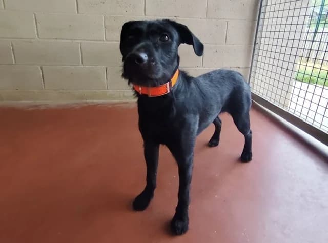 ASSIA, female Mixed Breed for adoption at SPA Plaisir, Plaisir