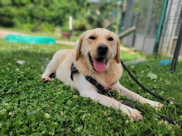 TIFUS, male 3yo Labrador Retriever for adoption at SPA Plaisir, Plaisir