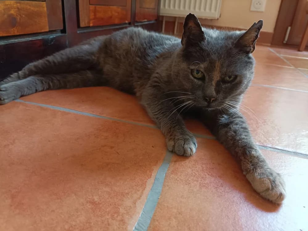 SHANA, female senior Mixed Breed for adoption at SPA Plaisir, Plaisir