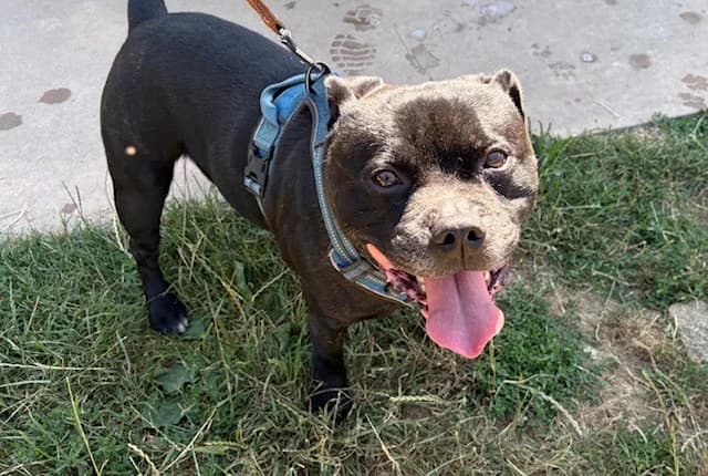 TYRON, male 7yo Staffordshire Bull Terrier for adoption at SPA Plaisir, Plaisir