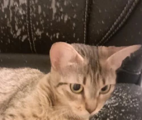 ASTRID, female young Mixed Breed for adoption at SPA Plaisir, Plaisir
