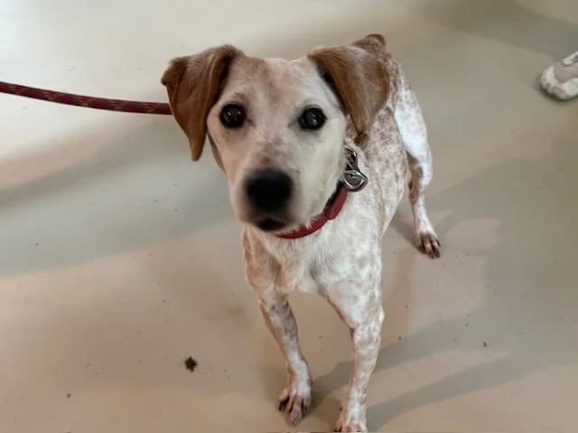 ROQUEFORT, male senior Brittany Spaniel for adoption at SPA Plaisir, Plaisir