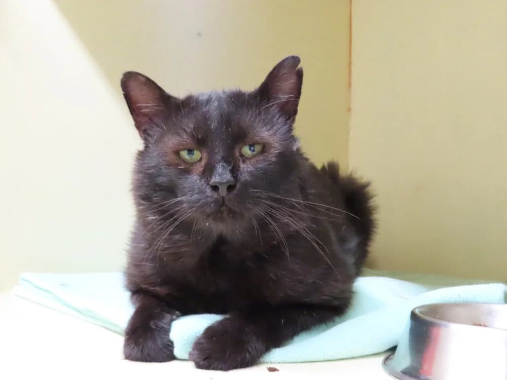 Alpha, male 5yo Mixed Breed for adoption at SPA Plaisir, Plaisir