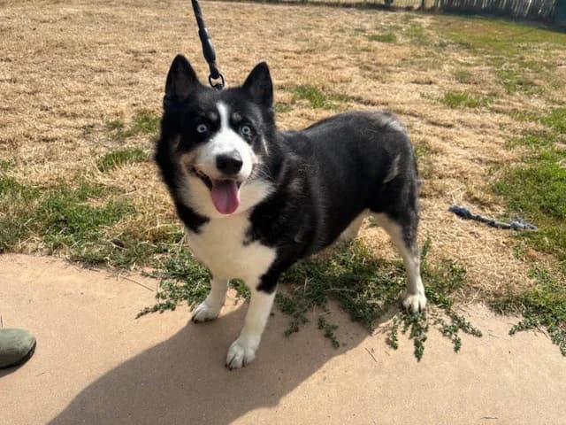 LUNA, female 6yo Husky for adoption at SPA Plaisir, Plaisir