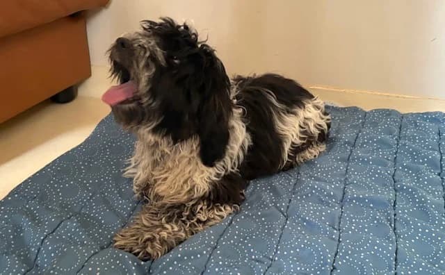 PIPO, male young Cocker Spaniel for adoption at SPA Plaisir, Plaisir
