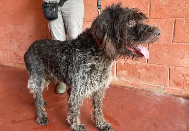 LASKO, male senior mixed breed for adoption at SPA Plaisir, Plaisir