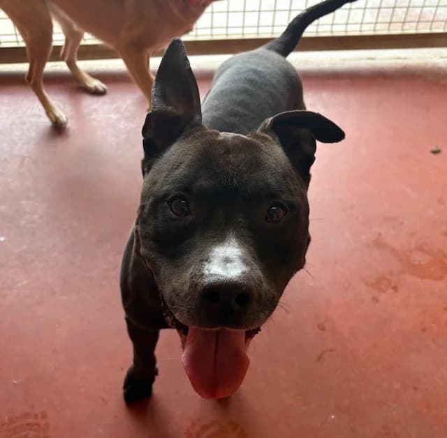 BLACK, male 7yo mixed breed for adoption at SPA Plaisir, Plaisir