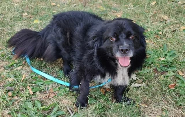 KOVU, male 3yo Mixed Breed for adoption at SPA Plaisir, Plaisir