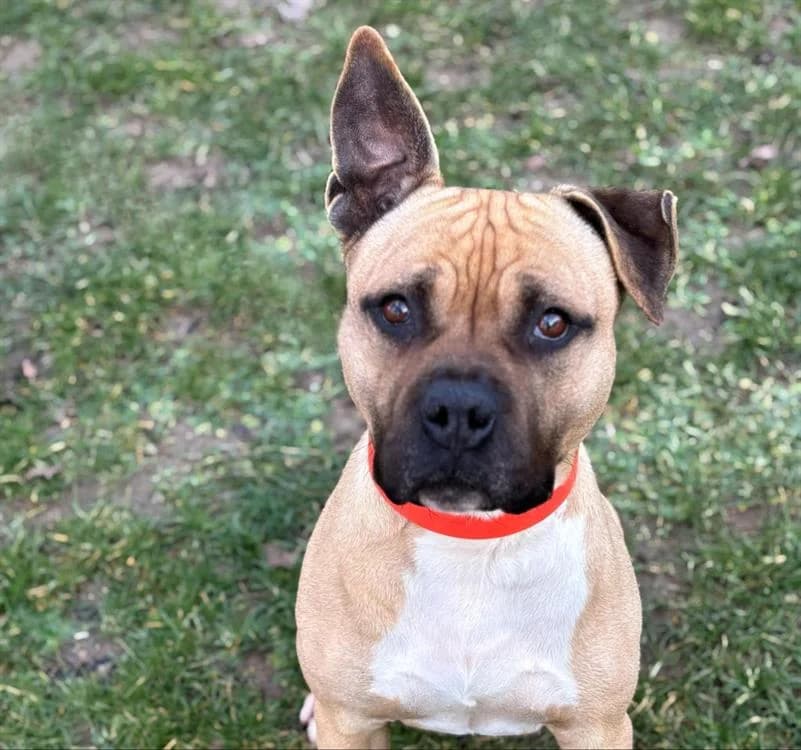 Rouky, male 5yo American Staffordshire Terrier for adoption at SPA Plaisir, Plaisir