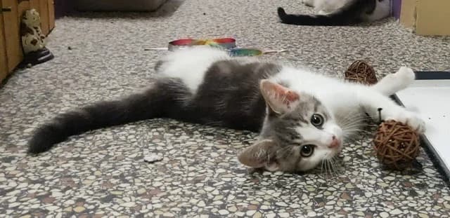 ASTRO, male Mixed Breed for adoption at SPA Plaisir, Plaisir