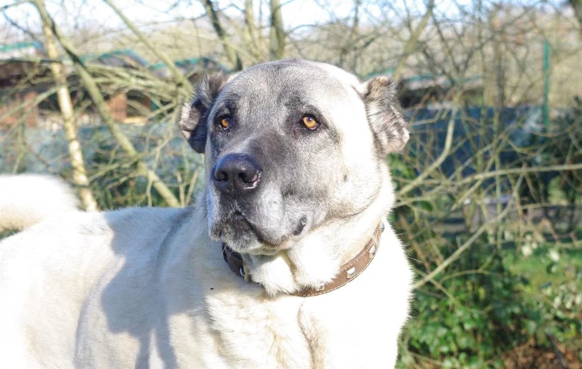 ANATOLE, male 7yo mixed breed for adoption at SPA Plaisir, Plaisir