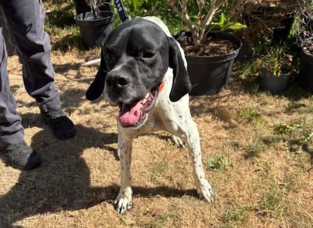 ACHILLE, male young Pointer for adoption at SPA Plaisir, Plaisir
