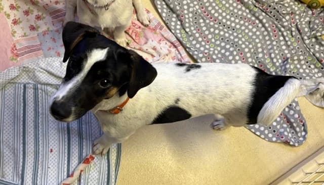 ROMY, male Jack Russell Terrier for adoption at SPA Plaisir, Plaisir