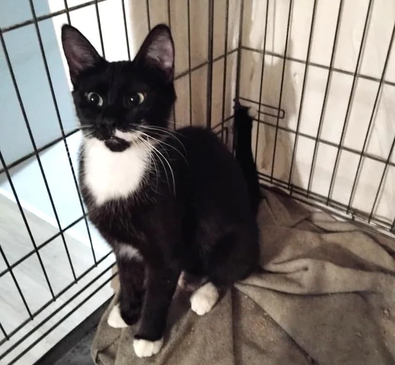 PAB29019 FLEUR, female young Mixed Breed for adoption at SPA Plaisir, Plaisir