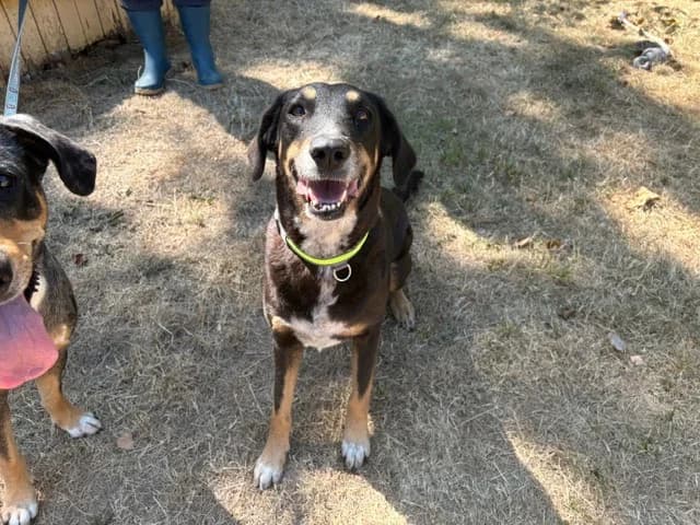 GIPSY, female 7yo Mixed Breed for adoption at SPA Plaisir, Plaisir