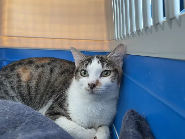 GIM, female young Mixed Breed for adoption at SPA Plaisir, Plaisir