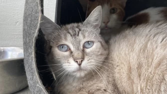 MEDINE, female 5yo Mixed Breed for adoption at SPA Plaisir, Plaisir