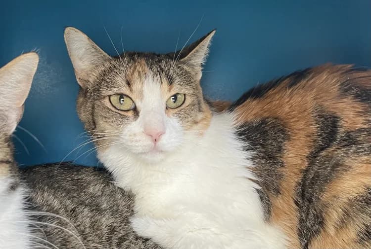 HOULETTE, female 3yo Mixed Breed for adoption at SPA Plaisir, Plaisir
