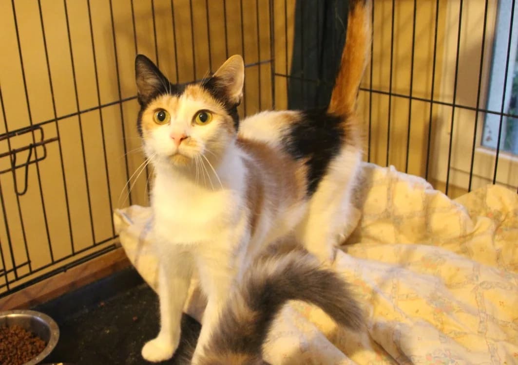 IMPALA, female 4yo Mixed Breed for adoption at SPA Plaisir, Plaisir