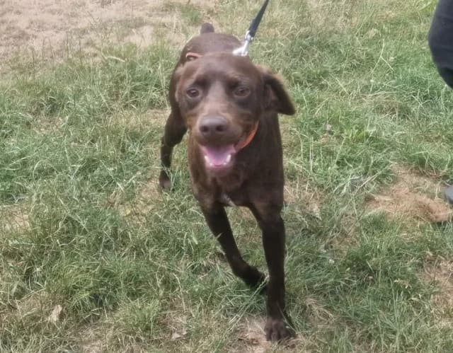 COMEBACK, male young Mixed Breed for adoption at SPA Plaisir, Plaisir