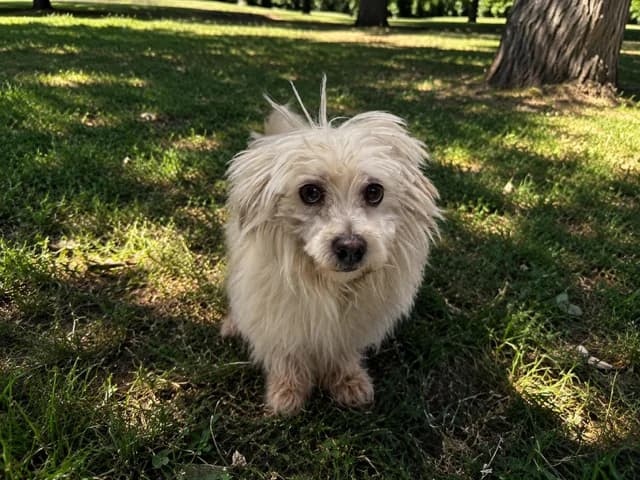 MAURICE, male 5yo Bichon Frisé for adoption at SPA Plaisir, Plaisir