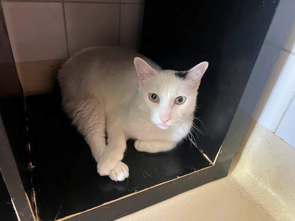 Nestor, male 5yo Mixed Breed for adoption at SPA Plaisir, Plaisir