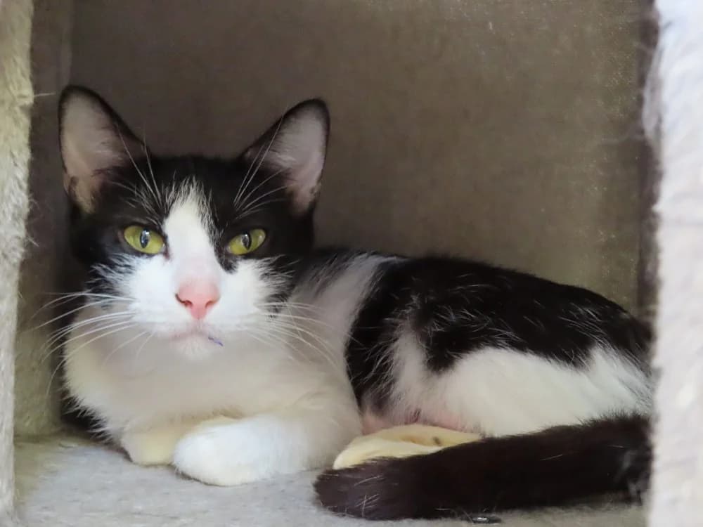 SALSA, female young Mixed Breed for adoption at SPA Plaisir, Plaisir