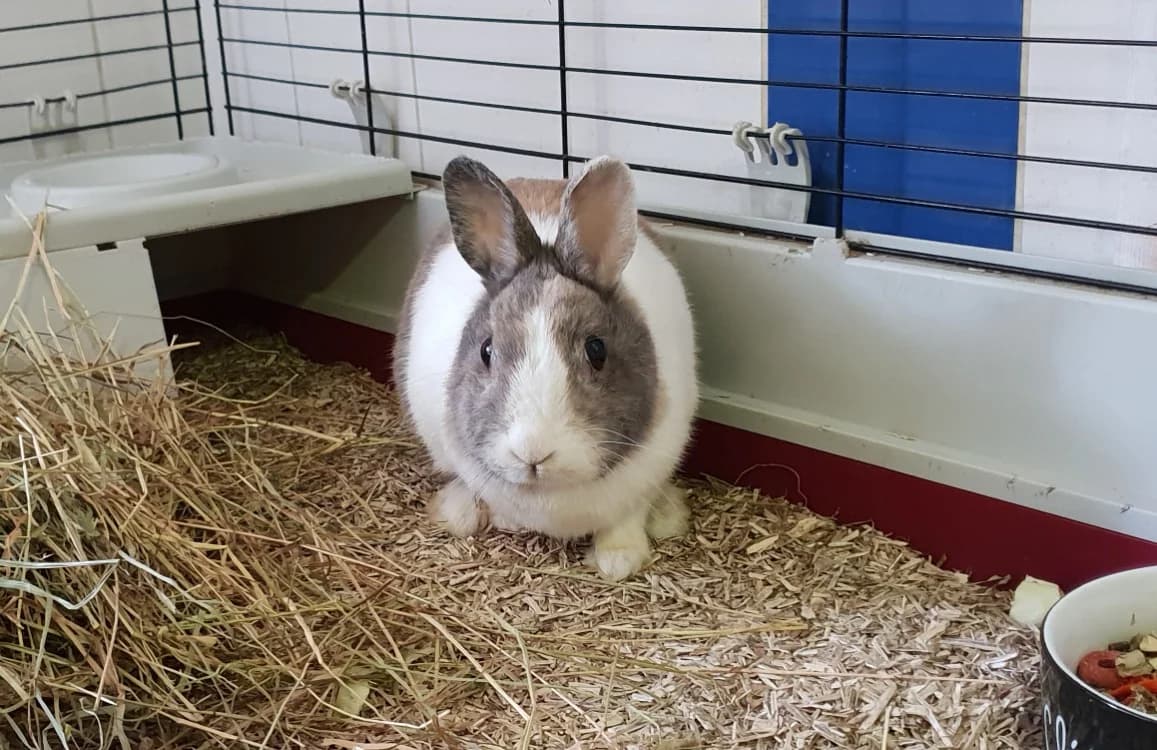 POM, female young Mixed Breed for adoption at SPA Plaisir, Plaisir