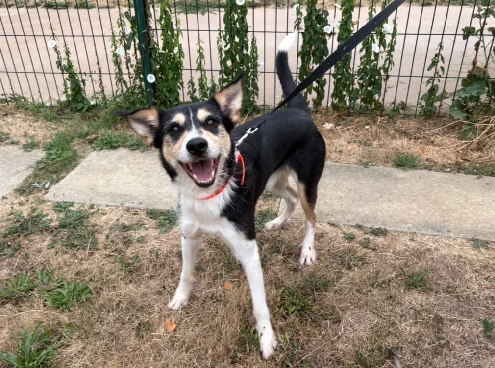 DICK, Mixed Breed (SPA Plaisir)