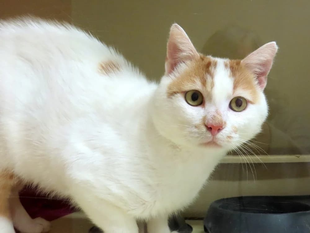 SEKANI, male young Mixed Breed for adoption at SPA Plaisir, Plaisir