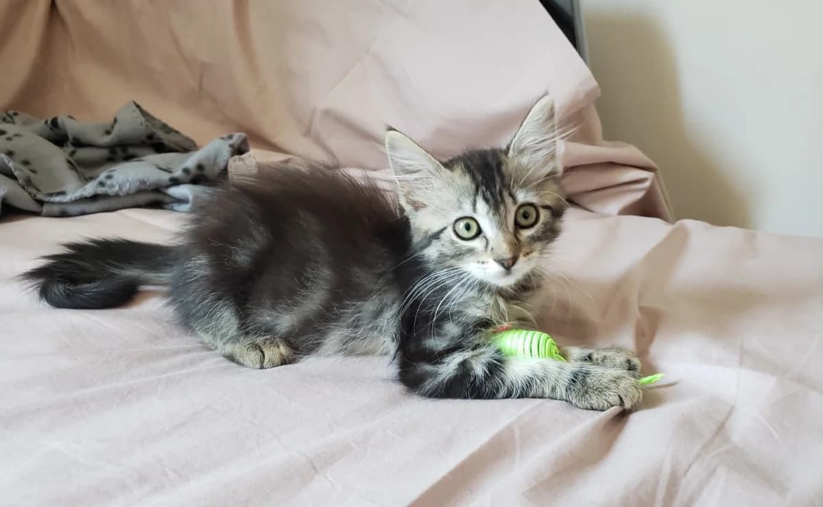 MISTY, female Mixed Breed for adoption at SPA Plaisir, Plaisir