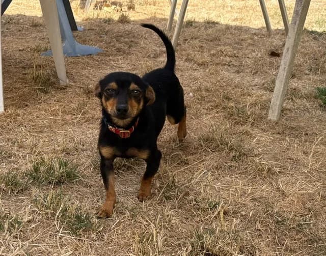 BUZZ, male young mixed breed for adoption at SPA Plaisir, Plaisir